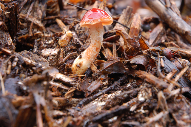 Un giretto tra le quercie